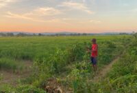 LOKASI SRT: Warga menyabit rumput di area lahan objek rencana pembangunan SRT di Desa Patean, Kecamatan Batuan, Sumenep, Kamis (2/7). (Radarpantura.id/Miftahol Rosiqin)