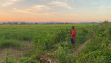 LOKASI SRT: Warga menyabit rumput di area lahan objek rencana pembangunan SRT di Desa Patean, Kecamatan Batuan, Sumenep, Kamis (2/7). (Radarpantura.id/Miftahol Rosiqin)