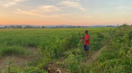 LOKASI SRT: Warga menyabit rumput di area lahan objek rencana pembangunan SRT di Desa Patean, Kecamatan Batuan, Sumenep, Kamis (2/7). (Radarpantura.id/Miftahol Rosiqin)