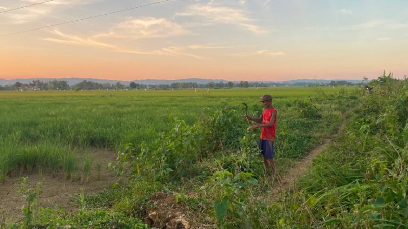 LOKASI SRT: Warga menyabit rumput di area lahan objek rencana pembangunan SRT di Desa Patean, Kecamatan Batuan, Sumenep, Kamis (2/7). (Radarpantura.id/Miftahol Rosiqin)