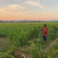 LOKASI SRT: Warga menyabit rumput di area lahan objek rencana pembangunan SRT di Desa Patean, Kecamatan Batuan, Sumenep, Kamis (2/7). (Radarpantura.id/Miftahol Rosiqin)