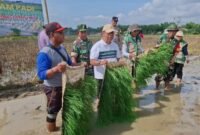 BERKOLABORASI: Kepala DKPP Sumenep, Chainur Rasyid (kaos potih) menghadiri kegiatan penanaman padi. (DKPP Sumenep for Radarpantura.id)