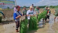 BERKOLABORASI: Kepala DKPP Sumenep, Chainur Rasyid (kaos potih) menghadiri kegiatan penanaman padi. (DKPP Sumenep for Radarpantura.id)